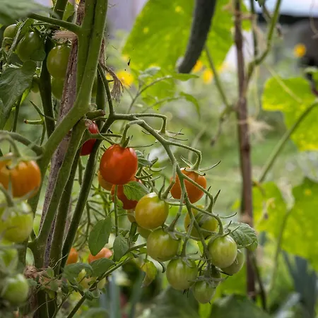 Quintal Organico * Вау