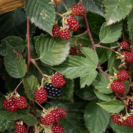 Quintal Organico Вау